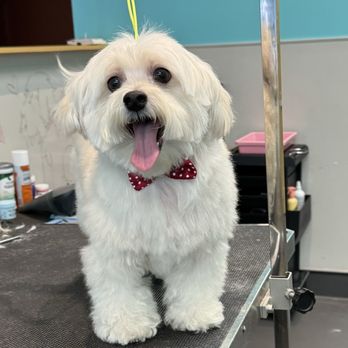 The Pawlor Salon & Spa - Pet Groomers Near Me - Oakland, California The Pawlor Salon & Spa - Pet Groomers Near Me - Oakland, California