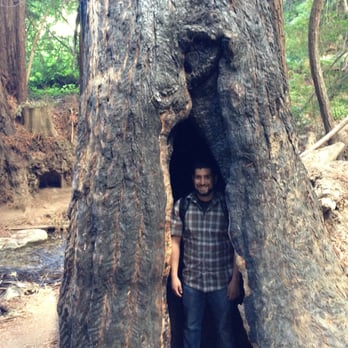 Ewoldsen Trail - Oh ya know just hiding in a tree. - Hiking Near Me - Big Sur, California