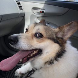 Corgi pup sitting in a car with tongue out Corgi pup sitting in a car with tongue out