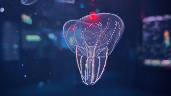 Monterey Bay Aquarium by null