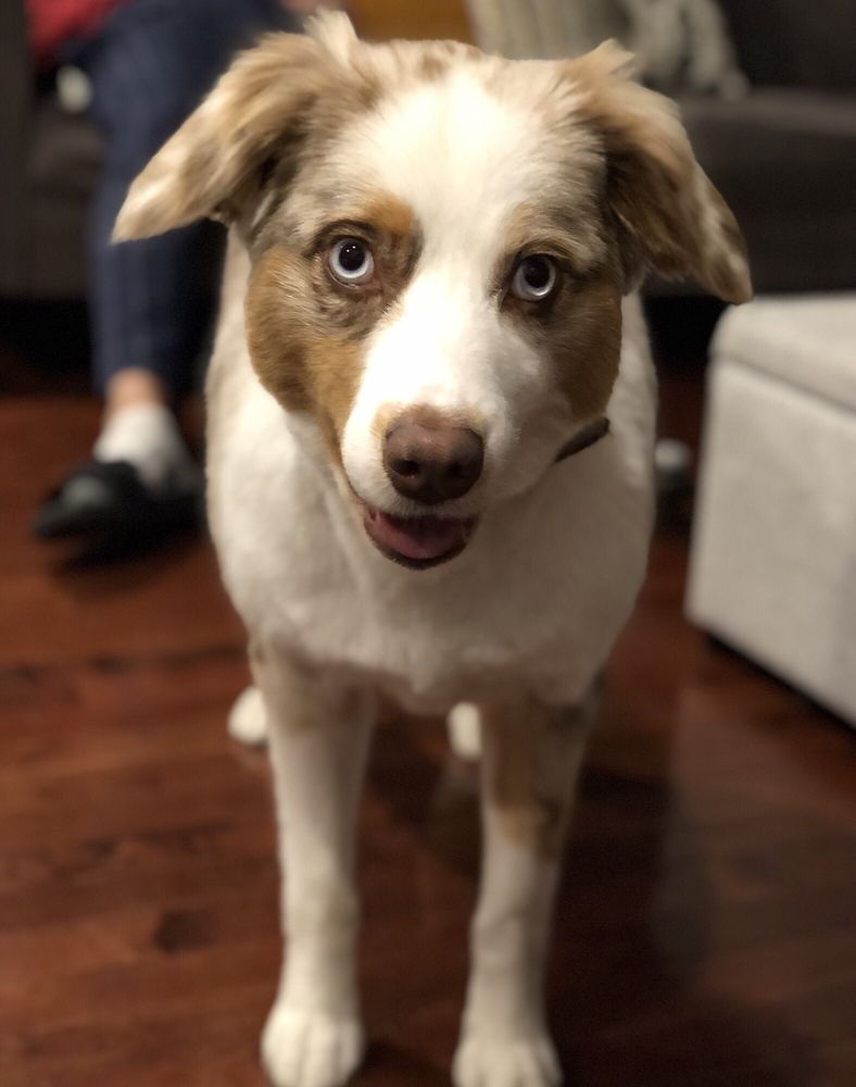 RUFF N FLUFF PET GROOMING 19 Photos & 12 Reviews Pet Groomers 820