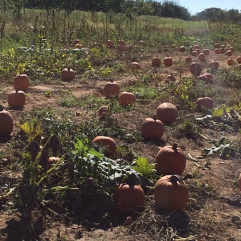 Marker-Miller Orchards - Pumpkins - Bakeries Near Me - Winchester, Virginia Marker-Miller Orchards - Pumpkins - Bakeries Near Me - Winchester, Virginia