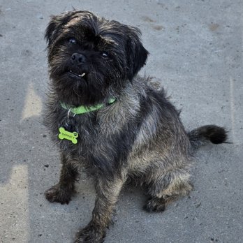 For Pet's Sake - Pet Sitting Near Me - Tulsa, Oklahoma For Pet's Sake - Pet Sitting Near Me - Tulsa, Oklahoma