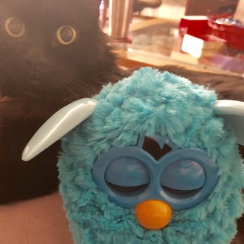 Savers - Furby purchased from the store in great condition! Cat not included. - Thrift Stores Near Me - Cedar Park, Texas