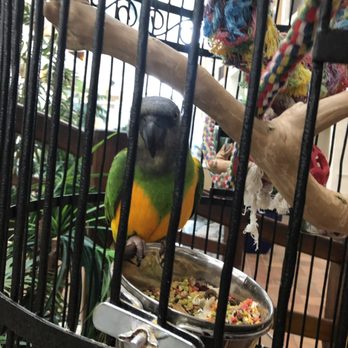 Quality Inn Oceanfront - Birds in the Atrium - Hotels Near Me - Ocean City, Maryland
