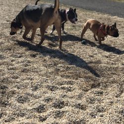 Bow Wow Dog Park