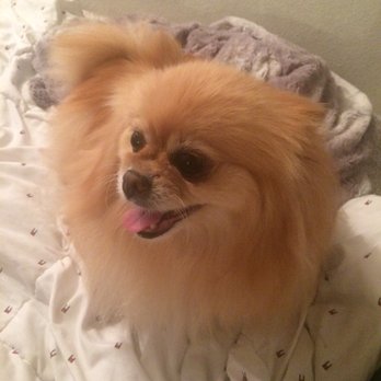 Ok Pet Grooming - Pet Groomers Near Me - Santa Clara, California Ok Pet Grooming - Pet Groomers Near Me - Santa Clara, California