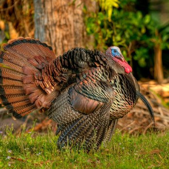 Mid Florida Ranch - Turkey Hunting - Wildlife Hunting Ranges Near Me