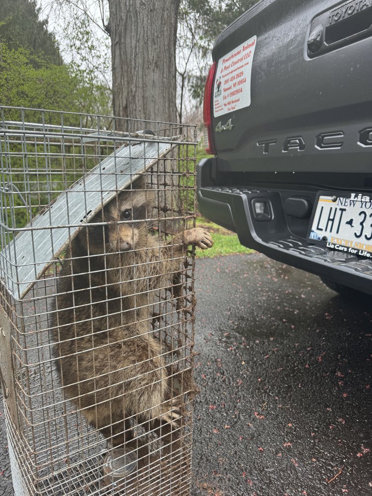 POWERHOUSE ANIMAL & PEST CONTROL Updated August 2024 53 Photos