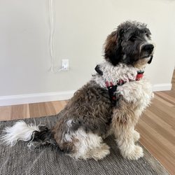 Wash & Wag Pet Grooming - Before Grooming