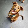 Photo of Downtown Hound