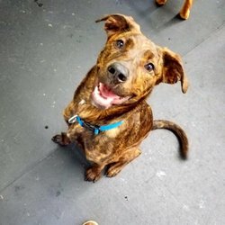 Downtown Hound
