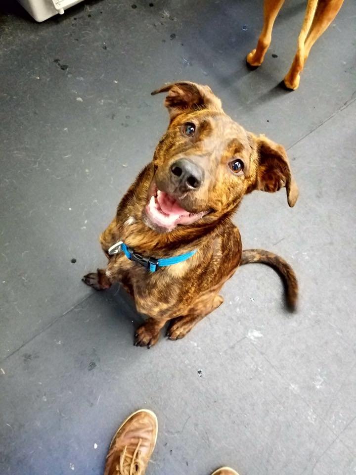 Downtown Hound - pet boarding facility in Boise, ID
