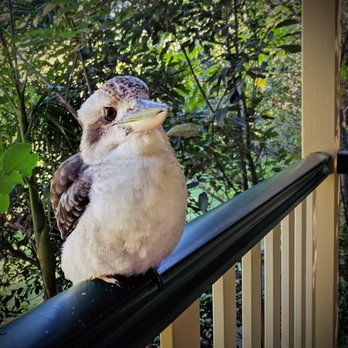 The Falls Rainforest Cottages - Hotels Near Me - Montville, QLD