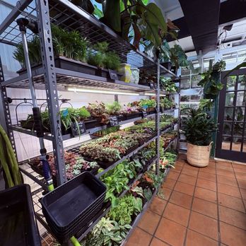 Plant Stella - So much to see! - Nurseries & Gardening Near Me - Greenville, South Carolina Plant Stella - So much to see! - Nurseries & Gardening Near Me - Greenville, South Carolina