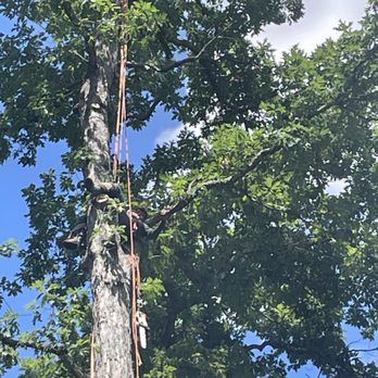 Green Brothers - Tree Services Near Me Green Brothers - Tree Services Near Me