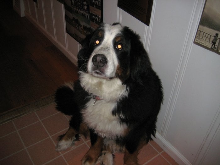 WAGS AND WIGGLES Updated September 2024 10 Reviews Piedmont