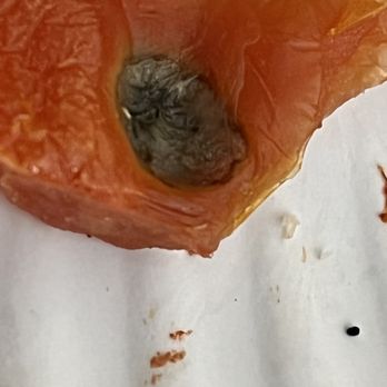 Rosati's Pizza - Another pic of mold on a tomato and it was molded for a while as it had begun to develop mold fur - Pizza Near Me - Matteson, Illinois Rosati's Pizza - Another pic of mold on a tomato and it was molded for a while as it had begun to develop mold fur - Pizza Near Me - Matteson, Illinois