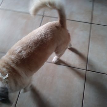Furry To Fantastic - JJ with today's hair cut - Pet Groomers Near Me Furry To Fantastic - JJ with today's hair cut - Pet Groomers Near Me