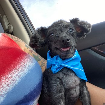 PetSmart - A PREVIOUS PICKUP IN MARCH - Pet Stores Near Me - Alabaster, Alabama