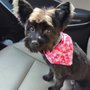 Photo of Abcd Dog & Cat Grooming