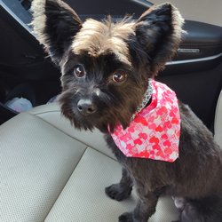 Abcd Dog & Cat Grooming - after grooming; sun above.