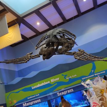 Loggerhead Marinelife Center - Loggerhead Skeleton - Community Service/Non-Profit Near Me - Juno Beach, Florida