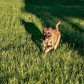 Walking Daily - Pet Sitting Near Me - Lansdale, Pennsylvania