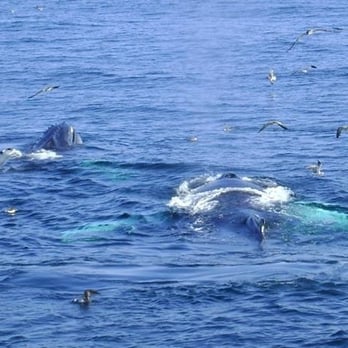 Hyannis Whale Watcher Cruises - Whales from Aug. 9 cruise. - Whale Watching Tours Near Me - Barnstable, Massachusetts Hyannis Whale Watcher Cruises - Whales from Aug. 9 cruise. - Whale Watching Tours Near Me - Barnstable, Massachusetts