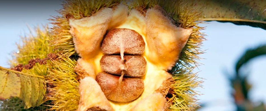 The American Chestnut Foundation - social services organization in Asheville, NC