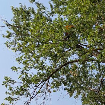 Majestic Tree Care - Silver maple restoration - Tree Services Near Me Majestic Tree Care - Silver maple restoration - Tree Services Near Me