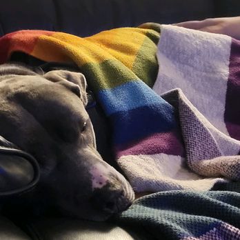 Boop! - Pet Sitting Near Me - West Warwick, Rhode Island