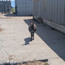 JF Miniture Donkeys
