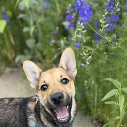 Evans East Animal Hospital - Dixon