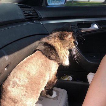 Posh Paws Pet Spa - Shadow's lion cut! - Pet Groomers Near Me - Coeur d'Alene, Idaho