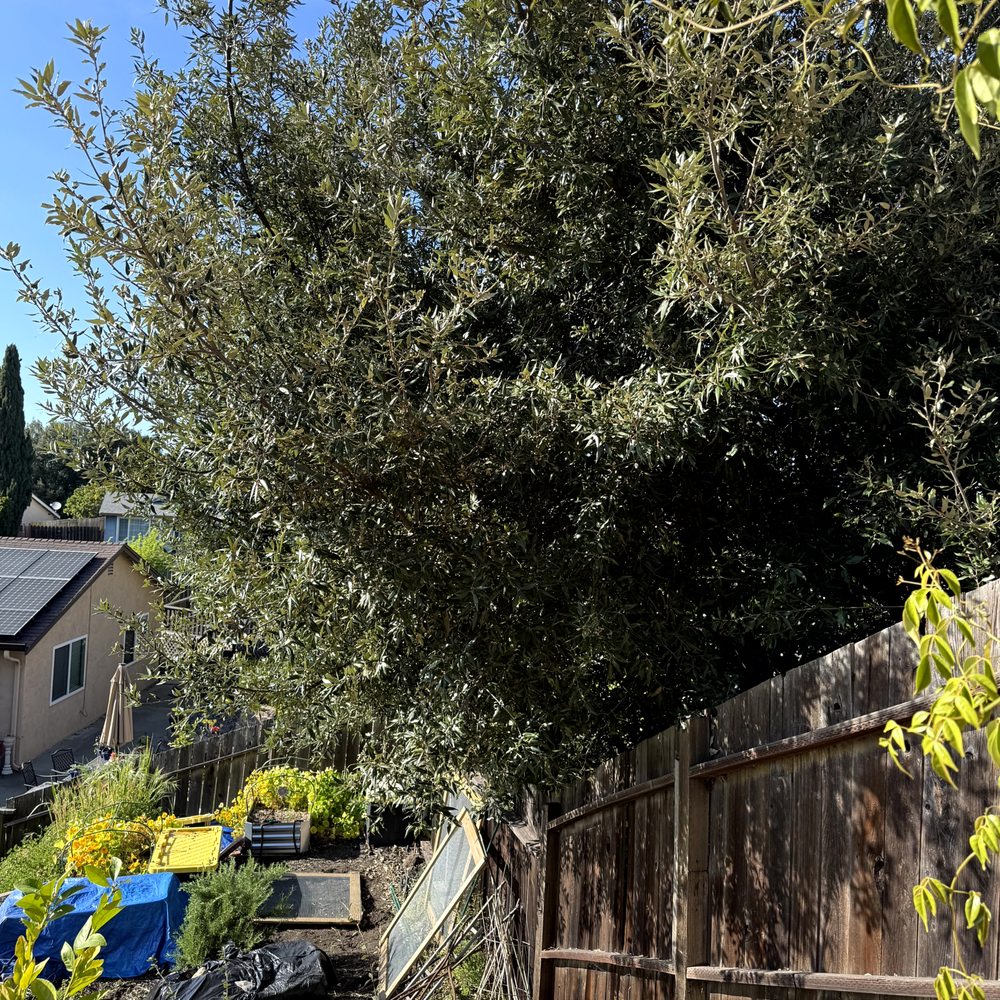 Bay Area Tree Pro - Before - Tree Services Near Me Bay Area Tree Pro - Before - Tree Services Near Me