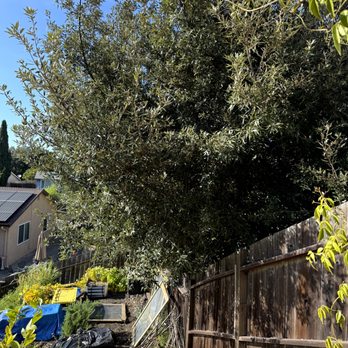 Bay Area Tree Pro - Before - Tree Services Near Me