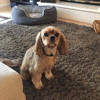 ShamPooches - So handsome after a cut with Aunt Liz!! - Pet Groomers Near Me - San Ramon, California ShamPooches - So handsome after a cut with Aunt Liz!! - Pet Groomers Near Me - San Ramon, California