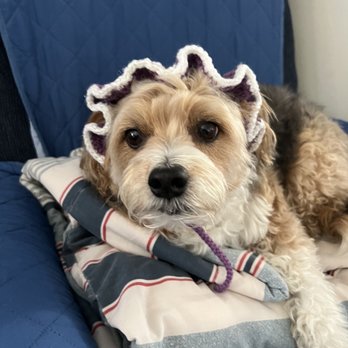 Furr Paradise Stanton - Teddy...the Yorker Terrier - Pet Groomers Near Me - Stanton, California