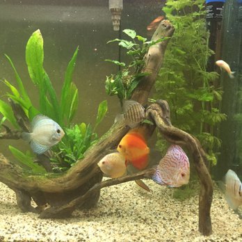 Splash Aquarium - Discus from Splash Aquarium - Local Fish Stores Near Me - Sacramento, California
