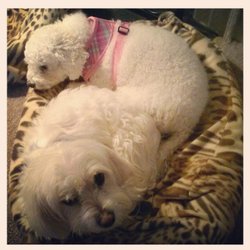 The Personal Growth Center - Therapy Dogs