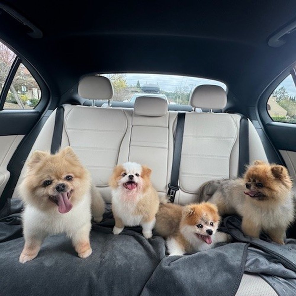 Stephen Walks Dogs - Picking up pups after being cared for at Stephens! Another happy group of pups after receiving the best care, they love him so much! - Pet Sitting Near Me