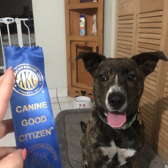 Doggie Days - Pet Training Near Me Doggie Days - Pet Training Near Me