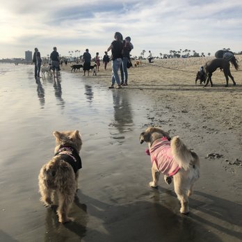 Rosie's Dog Beach - Dog Parks Near Me - Long Beach, California Rosie's Dog Beach - Dog Parks Near Me - Long Beach, California
