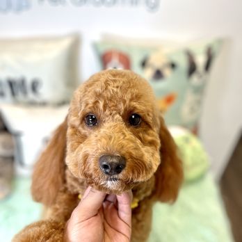 Pawradise Pet Grooming - Cute mini poodle face - Pet Groomers Near Me - Boca Raton, Florida Pawradise Pet Grooming - Cute mini poodle face - Pet Groomers Near Me - Boca Raton, Florida