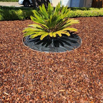 Rafael Landscaping Services - a plant in a mulch bed - Irrigation Near Me Rafael Landscaping Services - a plant in a mulch bed - Irrigation Near Me