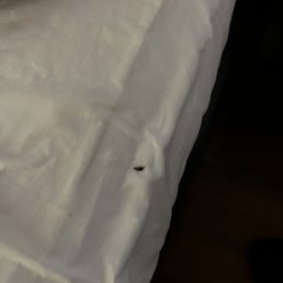 A roach I killed that was in the bed with me