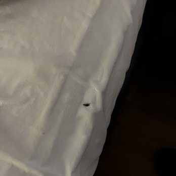 MOTEL 6 - A roach I killed that was in the bed with me - Hotels Near Me - Joliet, Illinois