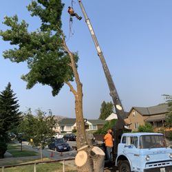 Guy's Tree Care