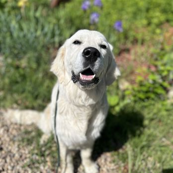 Black Paw Dog Training - Rooster - Pet Training Near Me - Lafayette, Colorado Black Paw Dog Training - Rooster - Pet Training Near Me - Lafayette, Colorado